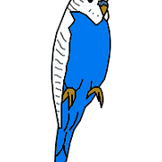 Chapman the Budgie