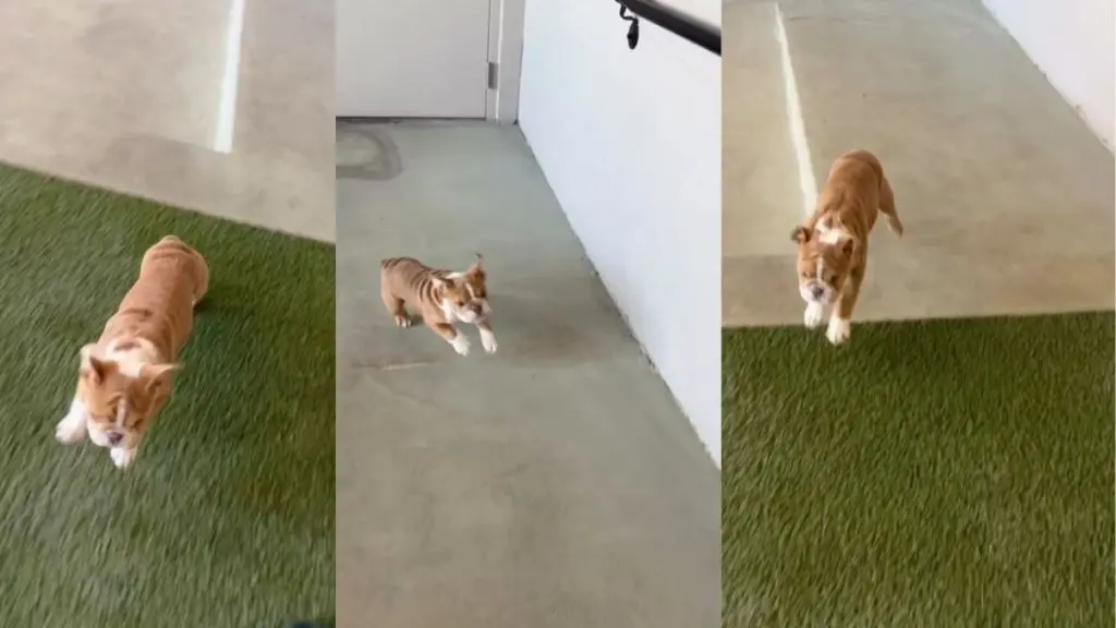 Bulldog Puppy Turns Playtime into an Obstacle Course Sensation