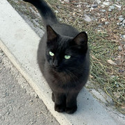 Черная кошка