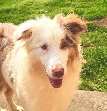 Deaf Australian Shepherd Rango Seeks a Compassionate Forever Home