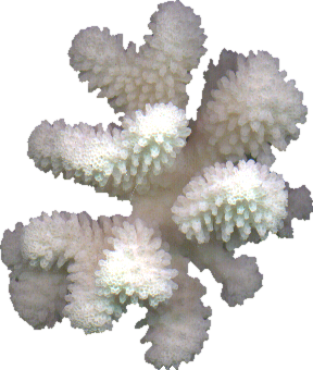 Element28.png