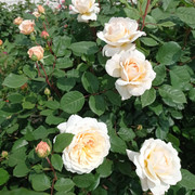 Crocus-Rose