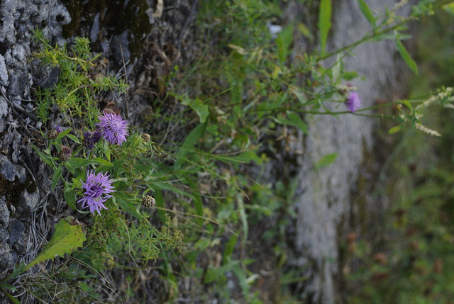 DSC5345-result.jpg
