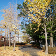 IMG-20221125-094730