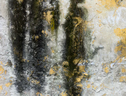 Albuquerque-Mold-Inspection