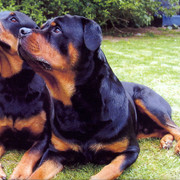 Rottweiler-mal-2