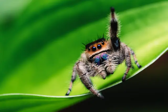 spid
