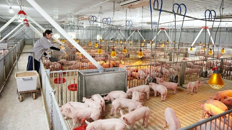 Giá heo hơi hôm nay 9/7: Miền Nam tăng nhẹ, miền Bắc giữ đỉnh