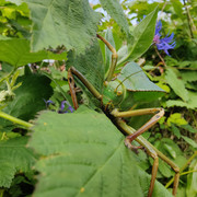 real-leaf