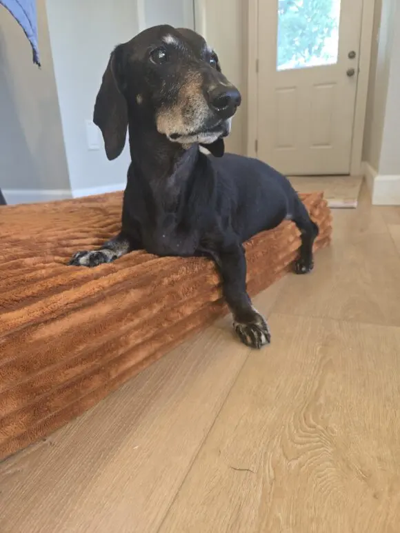 The Importance of Orthopedic Dog Beds