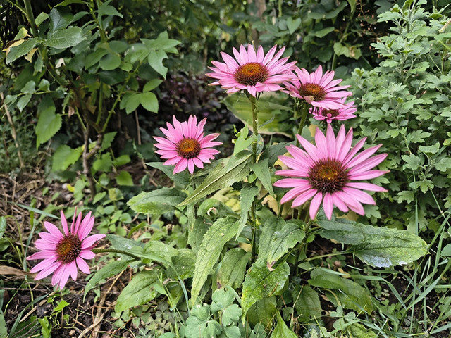 echinacea.jpg