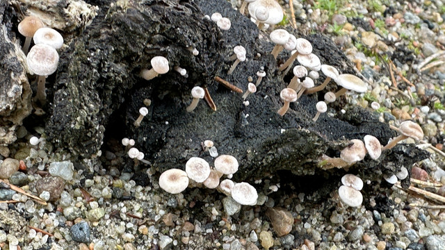 IMG 5181.jpg