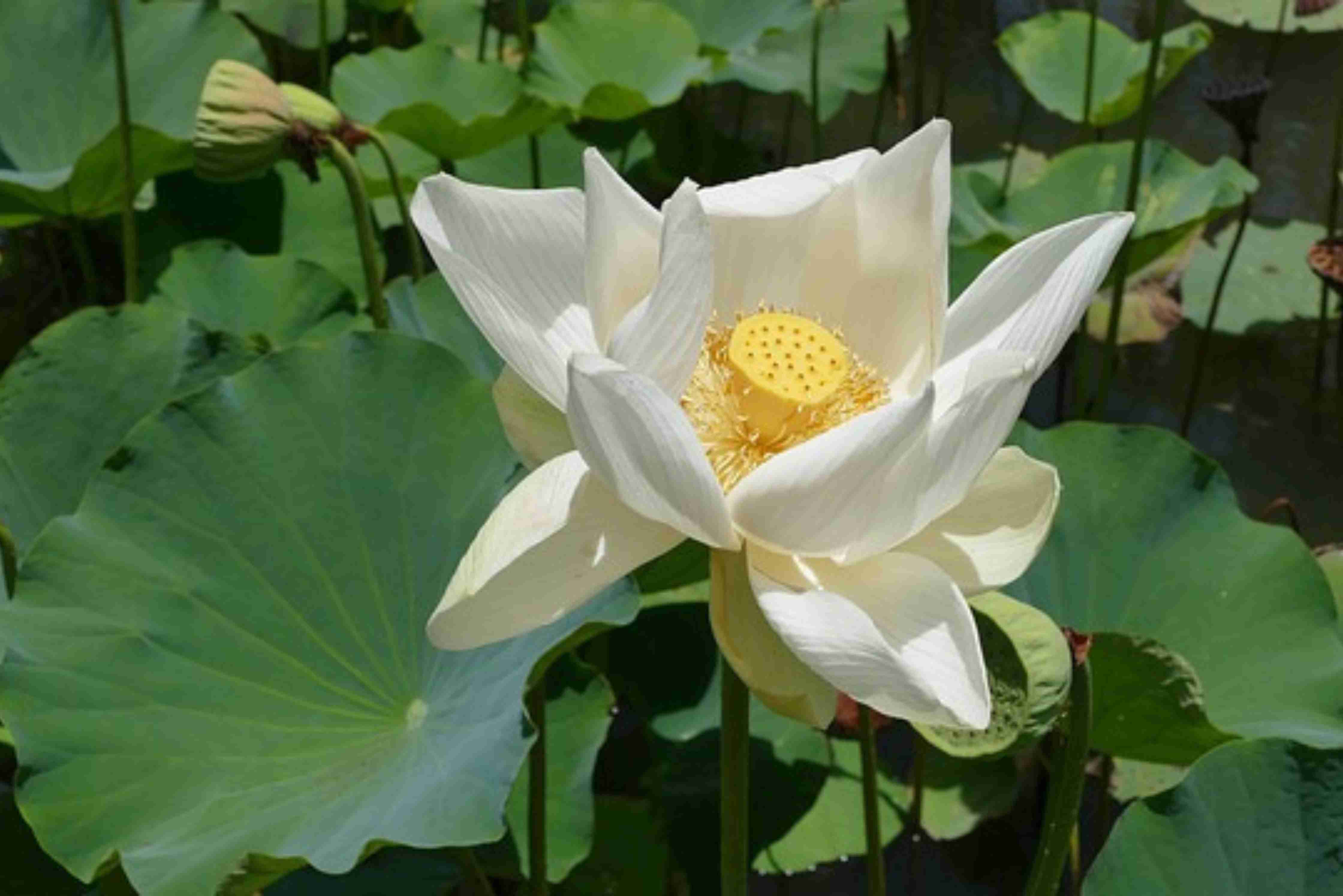 An image showing a fascinating plant from the Pamplemousses Botanical Garden in Mauritius.
