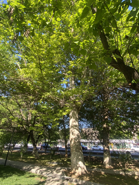 IMG 0387