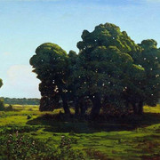 Дубы 1900 1905