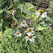 echinacea