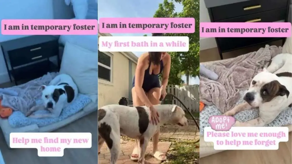 Loyal Dog Waits for Family Who Will Never Return After Abandonment