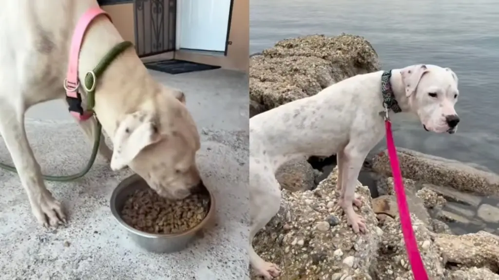 A Desperate Stray Dog Finds Safety After Seeking Help at Neighborhood Homes
