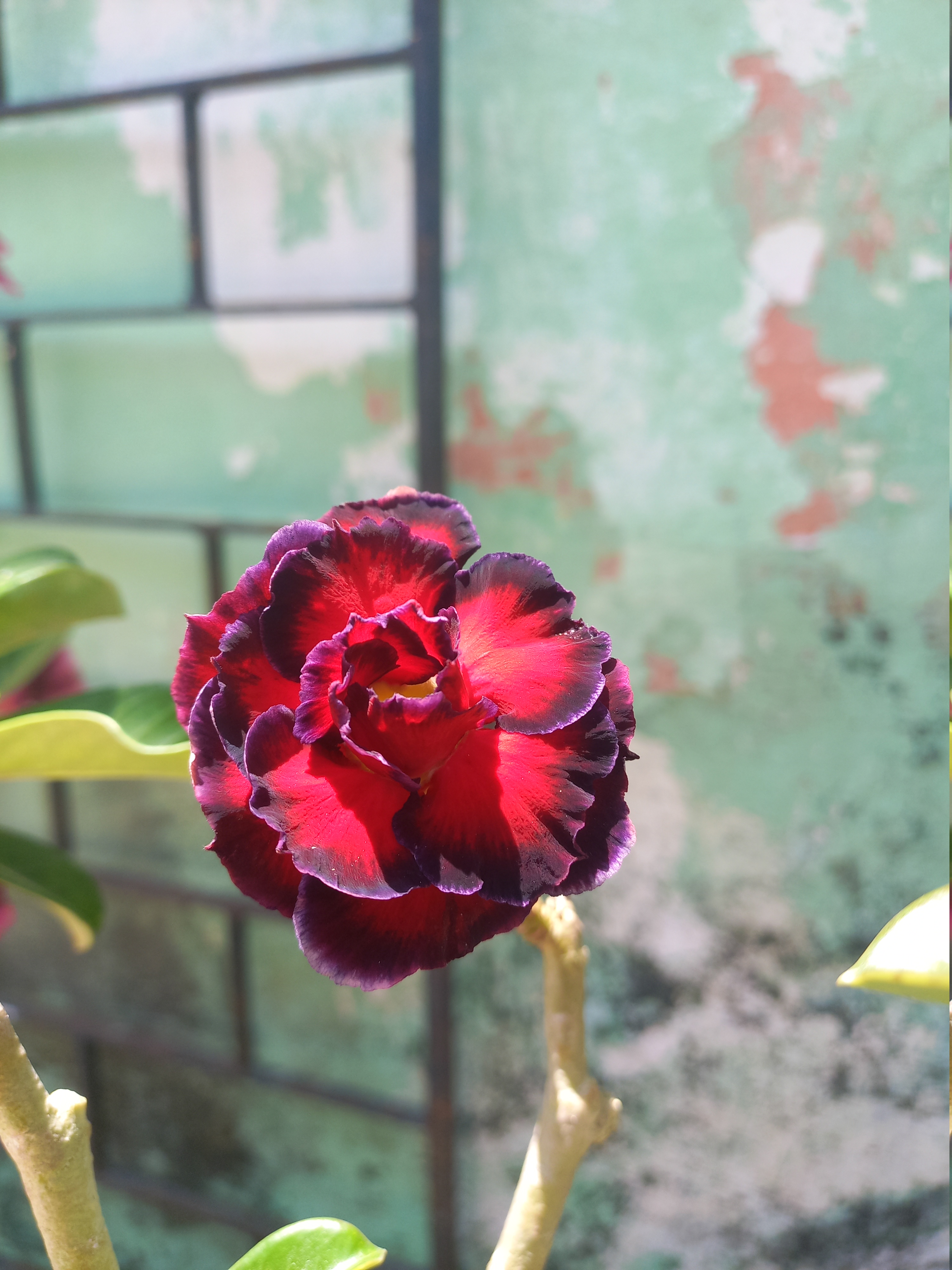 desert rose - pink and purple one