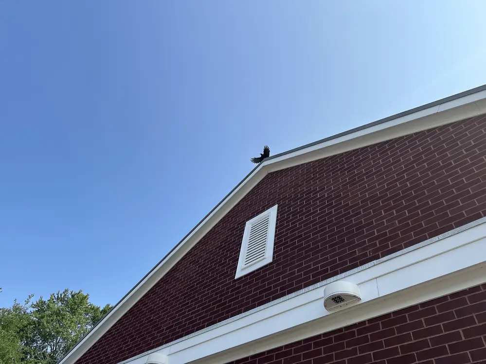 Fly Crow Fly