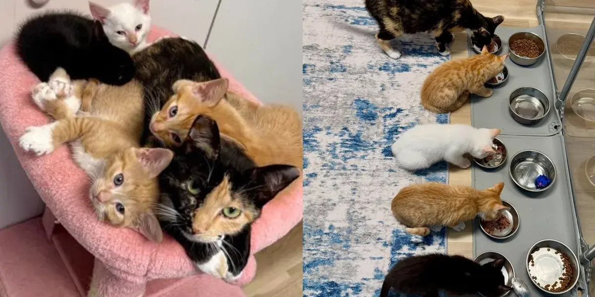 Stray Cat Raises Kittens, Finds Forever Home