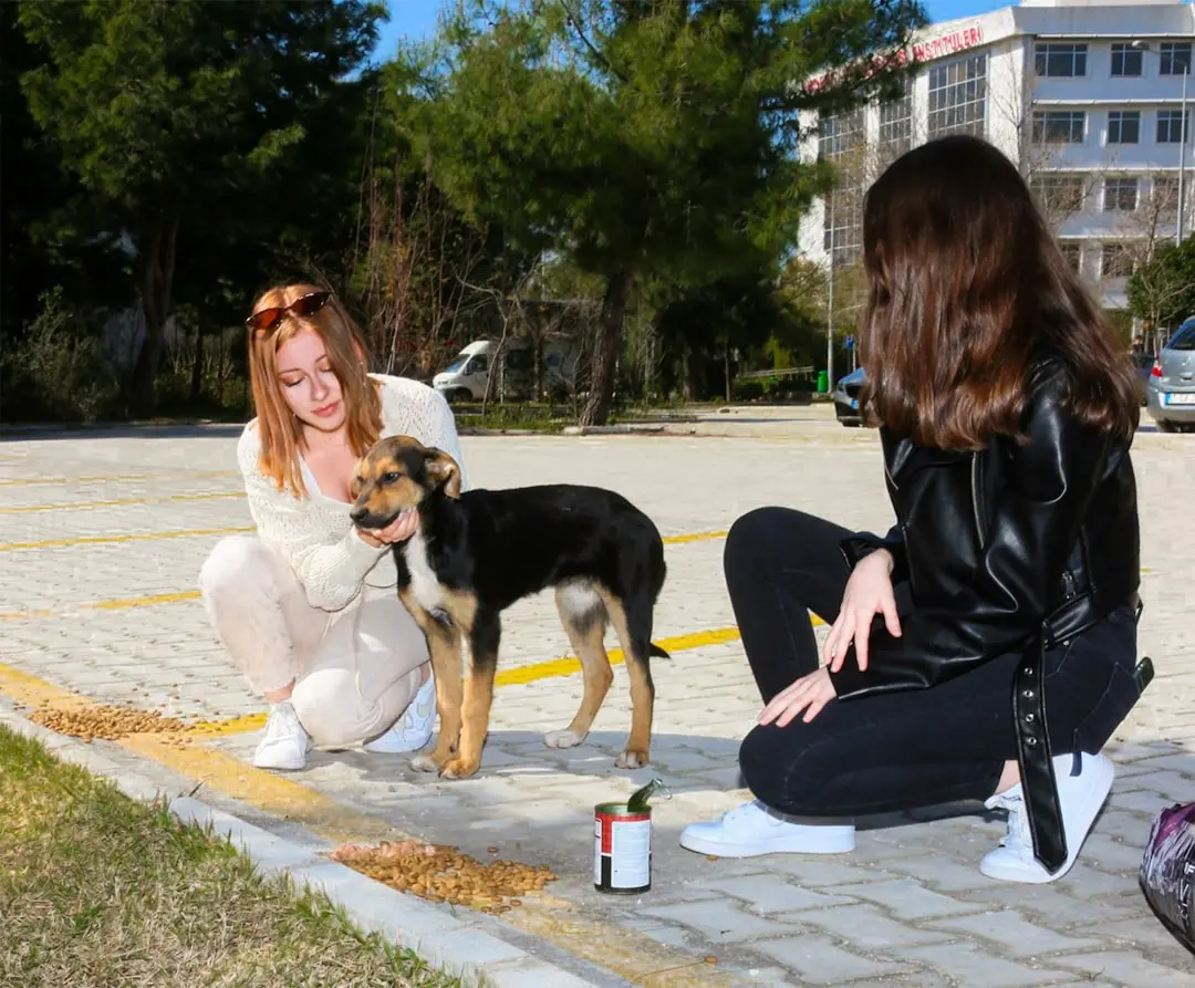 Managing Yeast Infections in Dogs: A Guide for Pet Owners