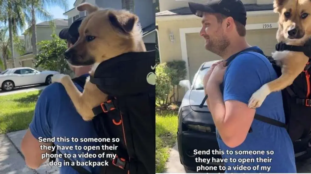 Shelter Dog's Piggyback Rides Bring Joy