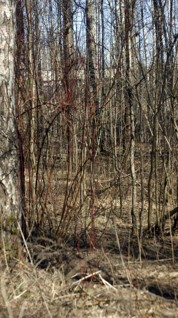 DSC9510-2.jpg