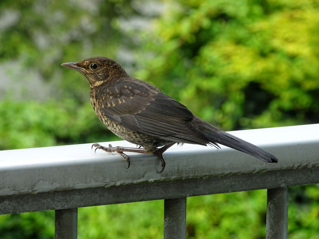 DSC07944.jpg