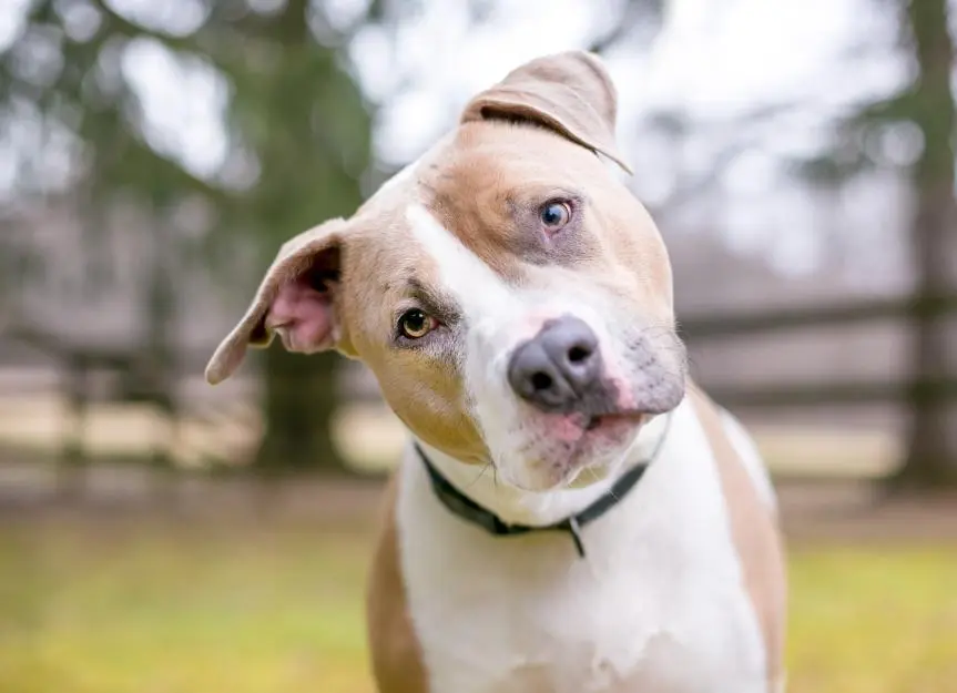 Sudden Head Tilt in Dogs May Signal Serious Ear or Brain Issues