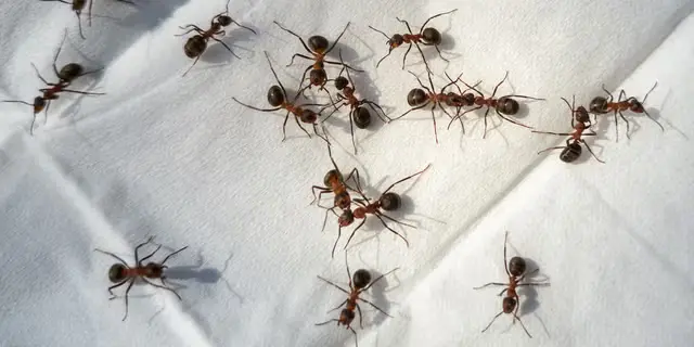 Mântușile de la bucătărie pot elimina furnicile