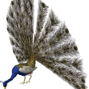 f166c355d15a