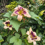 hemerocallis1