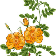 01-596