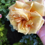 IMG-0736