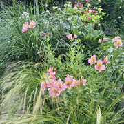 garden1