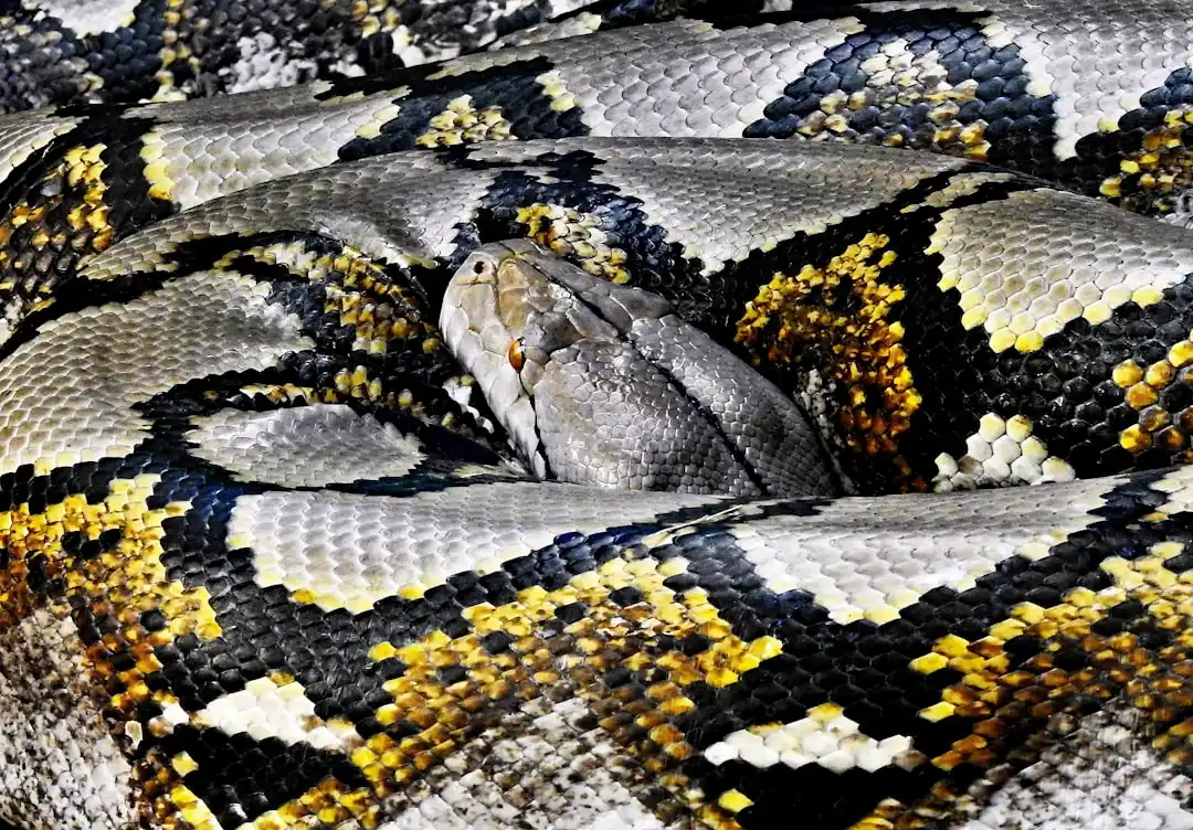 Python 3.14 Achieves Native Compilation Without Interpreter