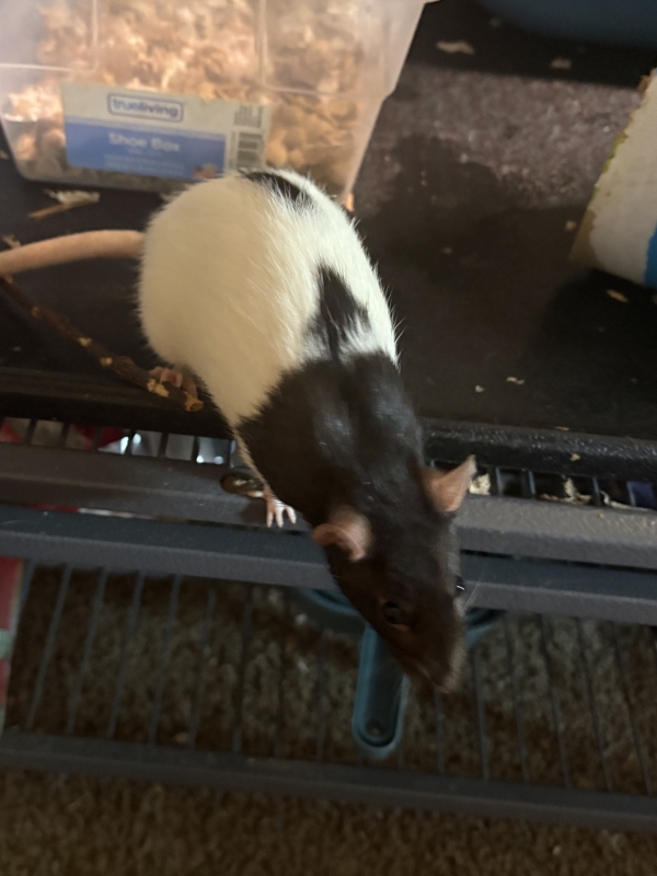 Coco Site