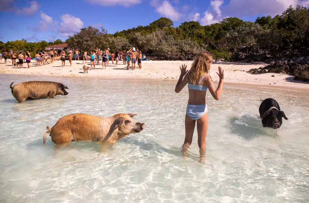 Swimming with Pigs in the Bahamas