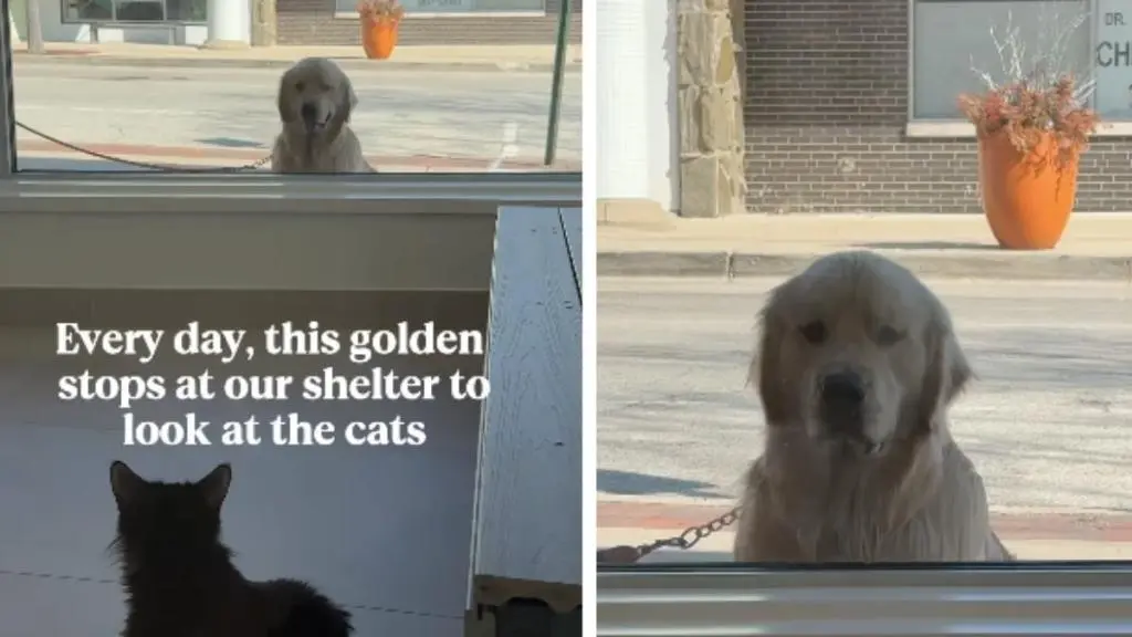 Golden Retriever’s Daily Visits Delight Shelter Cats