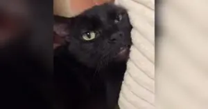 Overly Affectionate Cat Returned to Shelter