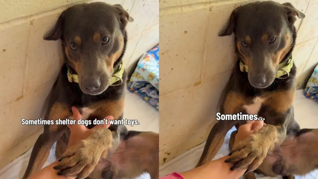 Shelter Dog’s Silent Plea: More Than Toys, He Craves a Home