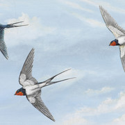 swallows