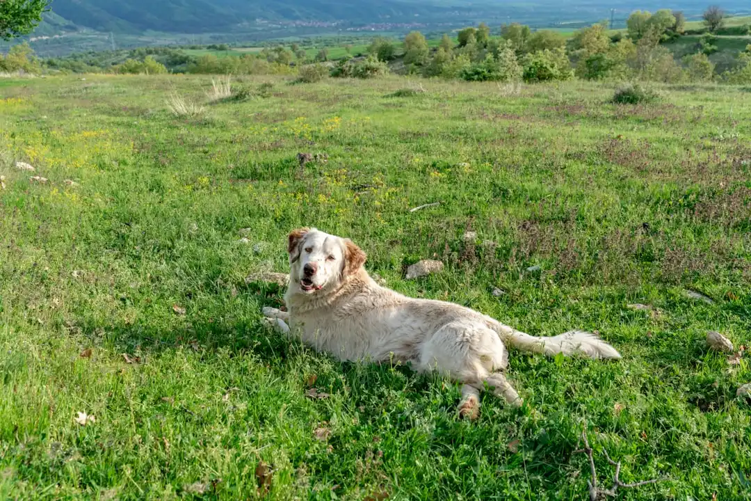 Sweet Dog Waits Over 400 Days For A Home