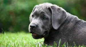Simple Dietary Change Can Boost Cane Corso Skin and Coat Health