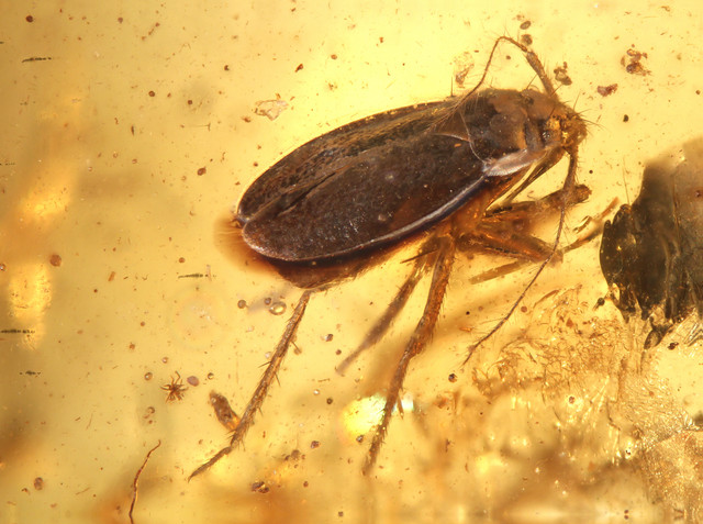 6682-Rare-Heteroptera-bug
