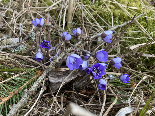 A95318-EA-18-B0-4-C08-92-FE-E43-E1-F4-F2