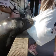 RR-evil-seal