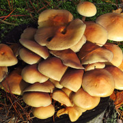 IMG-0391