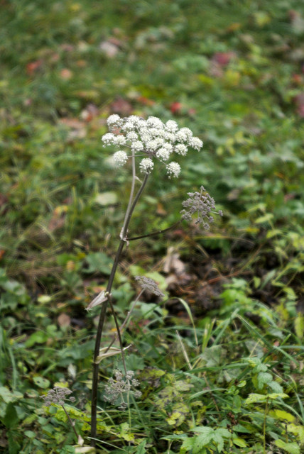 DSC7679.jpg